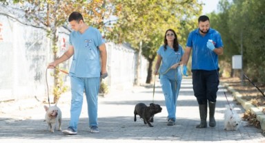 İzmir’de el konulan 20 cins köpek Işıkkent Köpek Bakımevi’nde