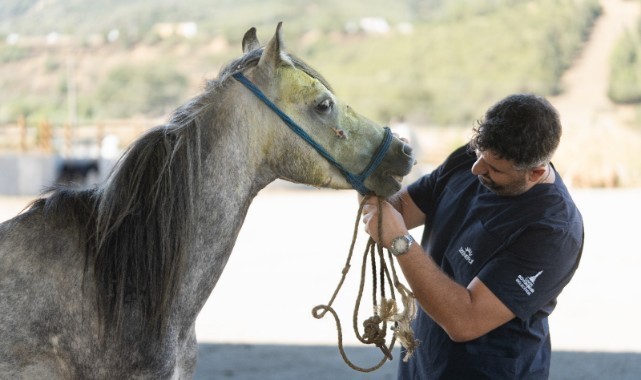 Pako’da bakılan binek hayvanlar sahiplendiriliyor