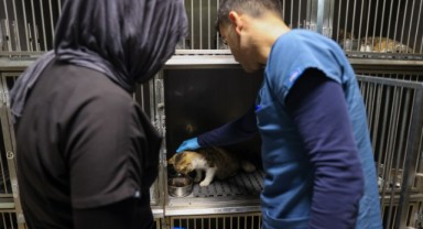 Buca’da 3 bin 54 sokak kedisi kısırlaştırıldı