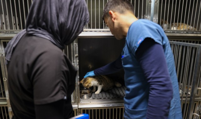 Buca’da 3 bin 54 sokak kedisi kısırlaştırıldı