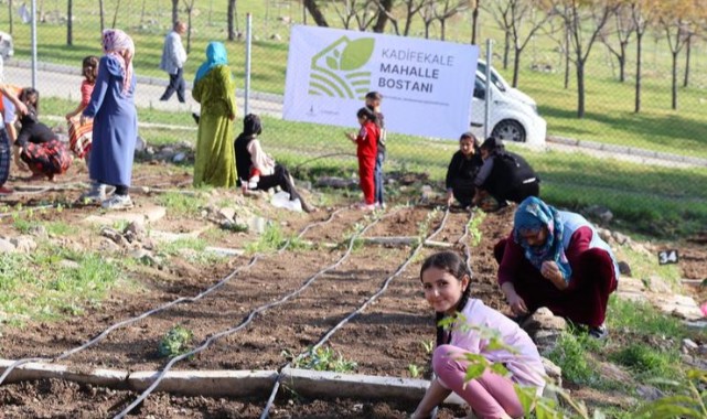 Mahalle bostanlarında kış dikimleri başladı