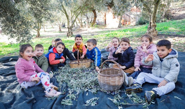 Seferihisar Belediyesi’nden örnek proje; Çocukların topladığı zeytinler sofralara bereket olacak