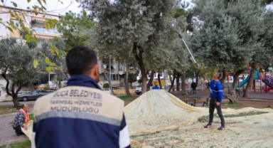 Buca’da zeytin hasadı zamanı