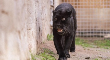 Jüliet ve Yumuk da artık İzmirli oldu