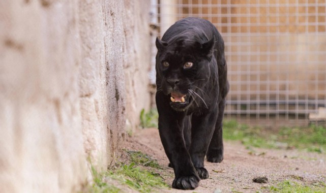 Doğal Yaşam Parkı’nın jaguarı Juliet yaşama veda etti