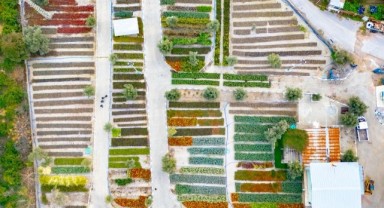 İzmir’in renkleri Büyükşehir fidanlıklarında filizleniyor