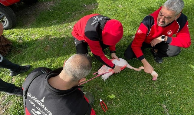 İzmir İtfaiyesi ayağına misina dolanan flamingoyu kurtardı
