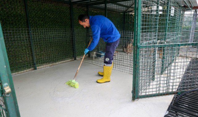 Buca’nın can dostlarına “beş yıldızlı” bakım