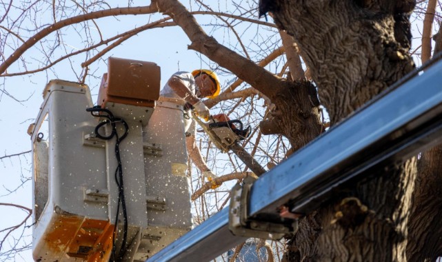 Karşıyaka'da budama seferberliği: Ağaçlar bahara hazırlanıyor