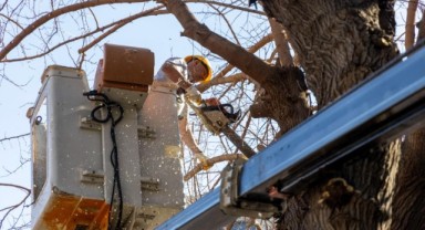 Karşıyaka'da budama seferberliği: Ağaçlar bahara hazırlanıyor