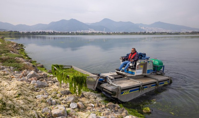 Çakalburnu Lagünü’nden Körfez’e yayılan yosunlara yoğun müdahale