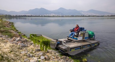 Çakalburnu Lagünü’nden Körfez’e yayılan yosunlara yoğun müdahale