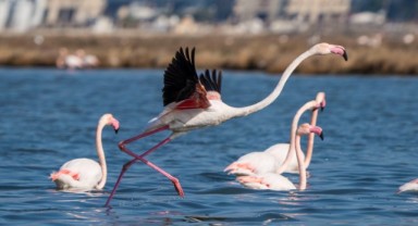 Flamingo Yolu turları bayramda da devam ediyor