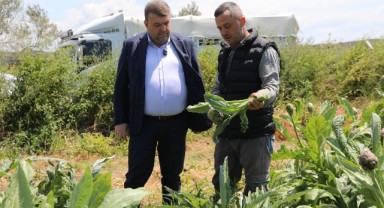 Seferihisar’ın bereketli topraklarında yetişen enginar için hasat sezonu başladı
