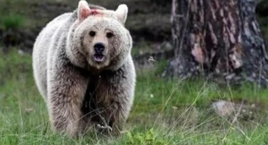 WWF'den Seferihisar'daki ayı saldırısı açıklaması: Normal bir davranış değil!