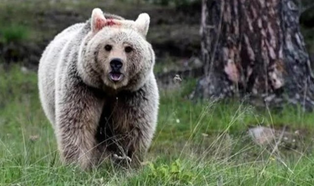 WWF'den Seferihisar'daki ayı saldırısı açıklaması: Normal bir davranış değil!